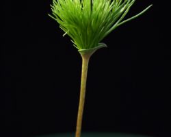 Eriospermum multifidum/エリオスペルマム・ムルチフィズム Eriospermum multifidum/エリオスペルマム・ムルチフィズム