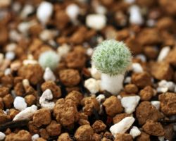 Eriospermum paradoxum/エリオスペルマム・パラドクサム Eriospermum paradoxum/エリオスペルマム・パラドクサム