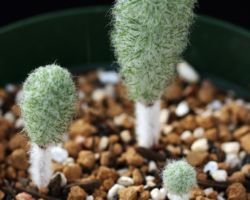 Eriospermum paradoxum/エリオスペルマム・パラドクサム Eriospermum paradoxum/エリオスペルマム・パラドクサム