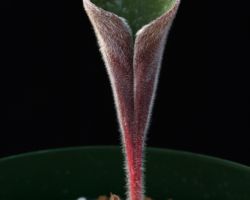 Eriospermum sp.(Lemoenkloof,Paardeberg)/エリオスペルマムの一種 Eriospermum sp.(Lemoenkloof,Paardeberg)/エリオスペルマムの一種