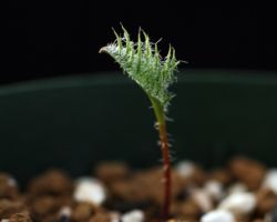 Eriospermum sp.(Namusberg)/エリオスペルマムの一種 Eriospermum sp.(Namusberg)/エリオスペルマムの一種