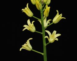 Eriospermum sp.(Pofadder,N.W.Cape) /エリオスペルマムの一種 Eriospermum sp.(Pofadder,N.W.Cape)/エリオスペルマムの一種