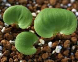 Eriospermum sp.(Pofadder,N.W.Cape)/エリオスペルマムの一種 Eriospermum sp.(Pofadder,N.W.Cape)/エリオスペルマムの一種