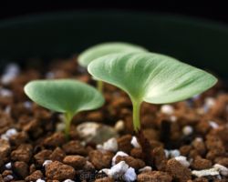 Eriospermum sp.(Pofadder,N.W.Cape)/エリオスペルマムの一種 Eriospermum sp.(Pofadder,N.W.Cape)/エリオスペルマムの一種