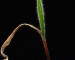 Eriospermum villosum/エリオスペルマム・ヴィロスム Eriospermum villosum/エリオスペルマム・ヴィロスム