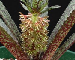 Euchomis vandermerwei Euchomis vandermerwei