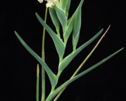 Ferraria densepunctulata/フェラリア・デンセプンクトゥラータ Ferraria densepunctulata/フェラリア・デンセプンクトゥラータ