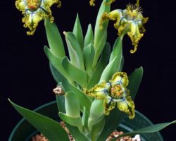 Ferraria divaricata/フェラリア・ディバリカータ Ferraria divaricata/フェラリア・ディバリカータ