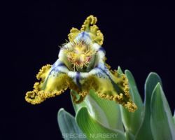 Ferraria divaricata/フェラリア・ディバリカータ Ferraria divaricata/フェラリア・ディバリカータ