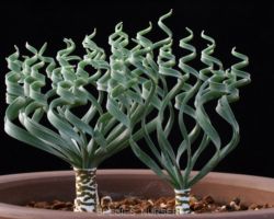 Gethyllis sp.(Bitter fontein Spiral leaf)/ゲシリスの一種 Gethyllis sp.(Bitter fontein Spiral leaf)/ゲシリスの一種