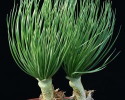 Gethyllis sp.(Gigant form)/ゲシリスの一種 Gethyllis sp.(Gigant form)/ゲシリスの一種