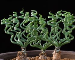 Gethyllis sp.(No.3 Kawagop)/ゲシリスの一種 Gethyllis sp.(No.3 Kawagop)/ゲシリスの一種