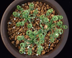 Gethyllis sp.(No.3 Kawagop)/ゲシリスの一種 Gethyllis sp.(No.3 Kawagop)/ゲシリスの一種