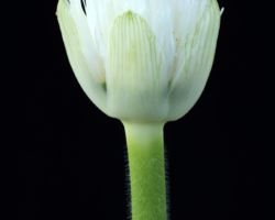 Haemanthus albiflos/ハエマンサス アルビフロス Haemanthus albiflos/ハエマンサス アルビフロス