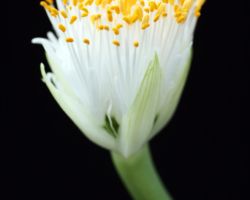 Haemanthus albiflos/ハエマンサス・アルビフロス Haemanthus albiflos/ハエマンサス・アルビフロス