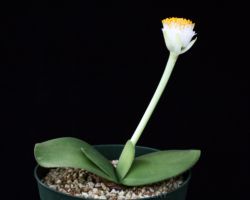 Haemanthus albiflos/ハエマンサス・アルビフロス Haemanthus albiflos/ハエマンサス・アルビフロス