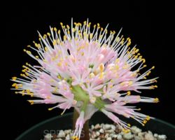 Haemanthus humilis ssp.humilis /ハエマンサス・フミリス・フミリス Haemanthus humilis ssp.humilis/ハエマンサス・フミリス・フミリス
