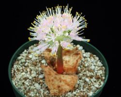 Haemanthus humilis ssp.humilis /ハエマンサス・フミリス・フミリス Haemanthus humilis ssp.humilis/ハエマンサス・フミリス・フミリス