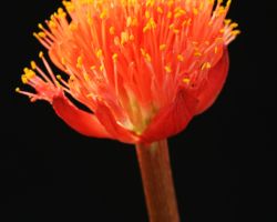 Haemanthus sanguineus/ハエマンサス・サンギネウス Haemanthus sanguineus/ハエマンサス・サンギネウス