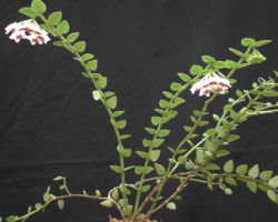 Hoya sp.(雲南省) Hoya sp.(雲南省)