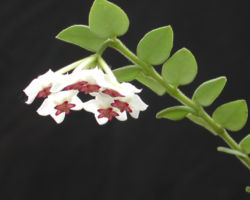 Hoya sp.(雲南省) Hoya sp.(雲南省)