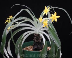 Hypoxis multiceps/ヒポクシス・ムルチセプス Hypoxis multiceps/ヒポクシス・ムルチセプス