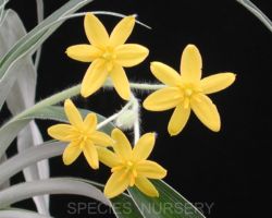 Hypoxis multiceps/ヒポクシス・ムルチセプス Hypoxis multiceps/ヒポクシス・ムルチセプス