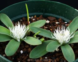 Lachenalia pusilla/ラケナリア・プシラ Lachenalia pusilla/ラケナリア・プシラ