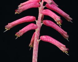 Lachenalia rubida/ラケナリア・ルビダ Lachenalia rubida/ラケナリア・ルビダ