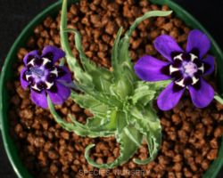 Lapeirousia oreogena/ラペイロウジア・オレオゲナ Lapeirousia oreogena/ラペイロウジア・オレオゲナ