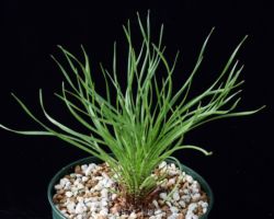 Ledebouria leptophylla (N.Pretoria)/レデボウリア・レプトフィラ Ledebouria leptophylla (N.Pretoria)/レデボウリア・レプトフィラ