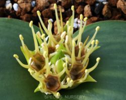 Massonia depressa/マッソニア デプレッサ Massonia depressa/マッソニア デプレッサ