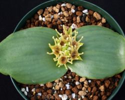 Massonia depressa/マッソニア デプレッサ Massonia depressa/マッソニア デプレッサ