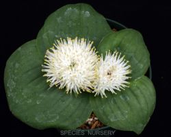 Massonia echinata/マッソニア エキナータ Massonia echinata/マッソニア エキナータ