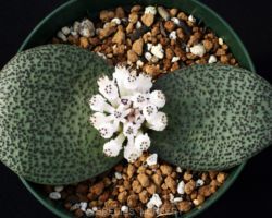 Massonia jasminiflora/マッソニア ジャスミニフローラ Massonia jasminiflora/マッソニア ジャスミニフローラ