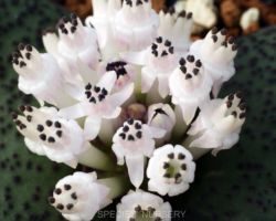 Massonia jasminiflora/マッソニア ジャスミニフローラ Massonia jasminiflora/マッソニア ジャスミニフローラ