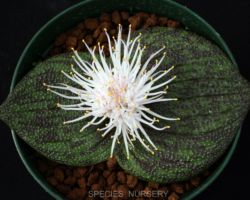Massonia pustulata/マッソニア プスツラータ Massonia pustulata/マッソニア プスツラータ