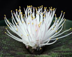 Massonia pustulata/マッソニア プスツラータ Massonia pustulata/マッソニア・プスツラータ