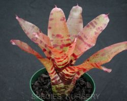 Neoregelia Blushing Tiger/ネオレゲリア・ブラッシングタイガー Neoregelia Blushing Tiger/ネオレゲリア・ブラッシングタイガー