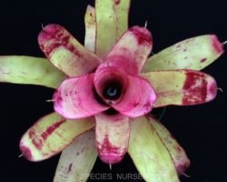 Neoregelia Sunday Best/ネオレゲリア・サンデーベスト Neoregelia Sunday Best/ネオレゲリア・サンデーベスト