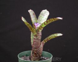 Neoregelia ampullacea Zebrina/ネオレゲリア・アンプラセア・ゼブリナ Neoregelia ampullacea Zebrina/ネオレゲリア・アンプラセア・ゼブリナ