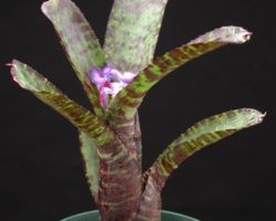 Neoregelia ampullacea Zebrina/ネオレゲリア・アンプラセア・ゼブリナ Neoregelia ampullacea Zebrina/ネオレゲリア・アンプラセア・ゼブリナ