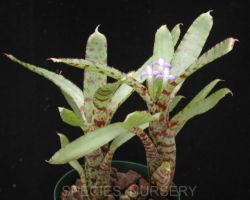 Neoregelia ampullacea/ネオレゲリア・アンプラセア Neoregelia ampullacea/ネオレゲリア・アンプラセア