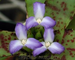 Neoregelia ampullacea/ネオレゲリア・アンプラセア Neoregelia ampullacea/ネオレゲリア・アンプラセア