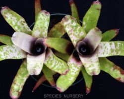Neoregelia chlorosticta Marble Throat/ネオレゲリア・クロロスティクタ・マーブルスロート Neoregelia chlorosticta Marble Throat/ネオレゲリア・クロロスティクタ・マーブルスロート