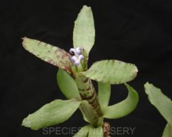 Neoregelia liliputiana/ネオレゲリア・リリプティアナ Neoregelia liliputiana/ネオレゲリア・リリプティアナ