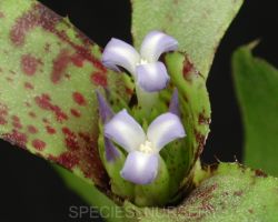 Neoregelia liliputiana/ネオレゲリア・リリプティアナ Neoregelia liliputiana/ネオレゲリア・リリプティアナ