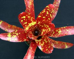 Neoregelia marmorata/ネオレゲリア・マルモラータ Neoregelia marmorata/ネオレゲリア・マルモラータ
