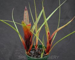 Neoregelia wilsoniana/ネオレゲリア・ウィルソニアナ Neoregelia wilsoniana/ネオレゲリア・ウィルソニアナ