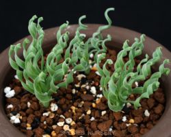 Ornithogalum concordianum/オーニソガラム コンコルディアナム Ornithogalum concordianum/オーニソガラム コンコルディアナム